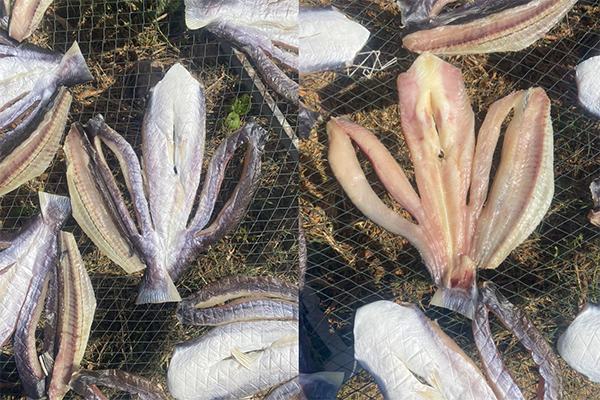 khô cá dứa 4 nắng loại 1