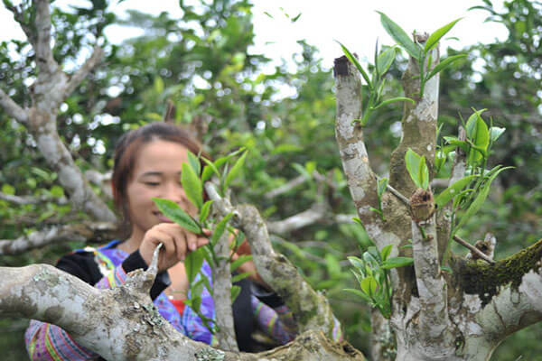 trà shan tuyết hà giang