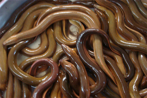 phân biệt lươn đồng và lươn nuôi