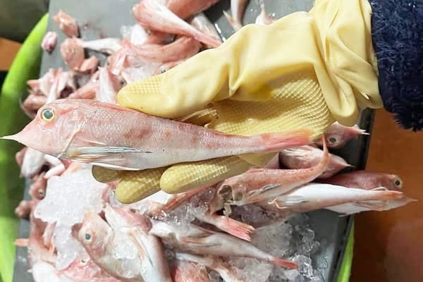 cá đùi gà tươi