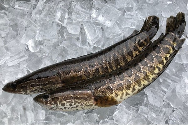 chọn cá quả làm ruốc